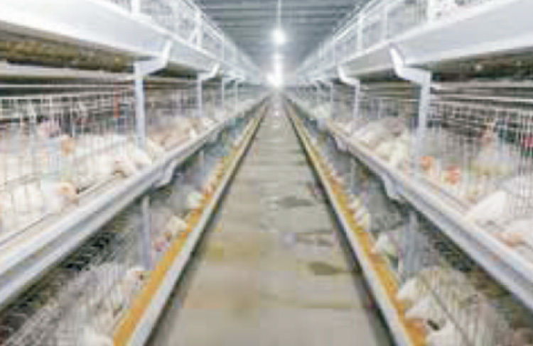 Cascading Automatic Broiler Cage System