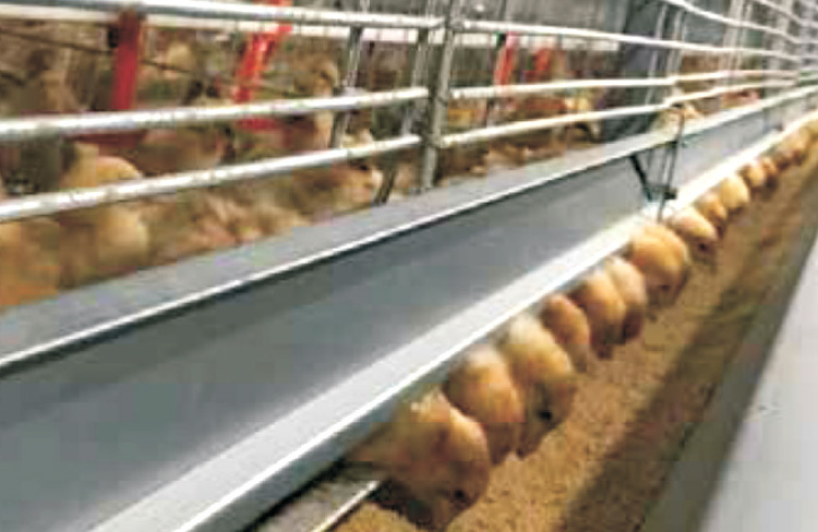 Cascading Automatic Cage System